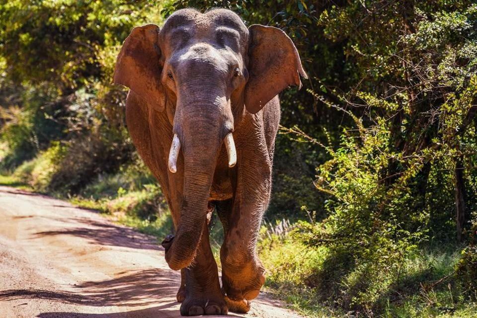 Elephant Lodge Udawalawe Bagian luar foto