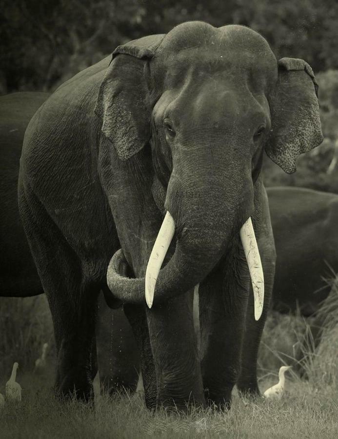 Elephant Lodge Udawalawe Bagian luar foto