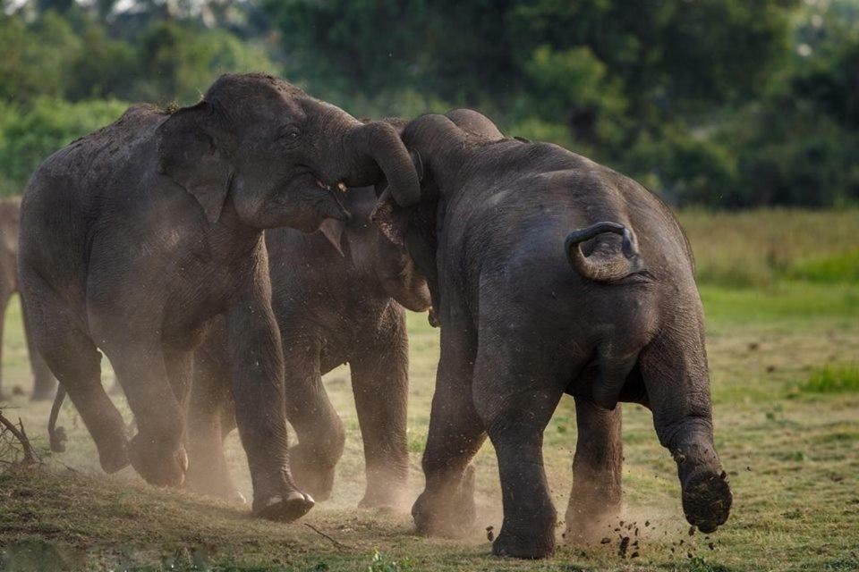Elephant Lodge Udawalawe Bagian luar foto