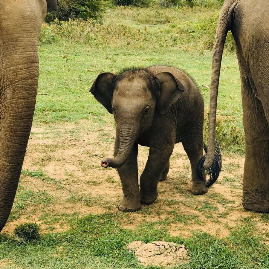 Elephant Lodge Udawalawe Bagian luar foto