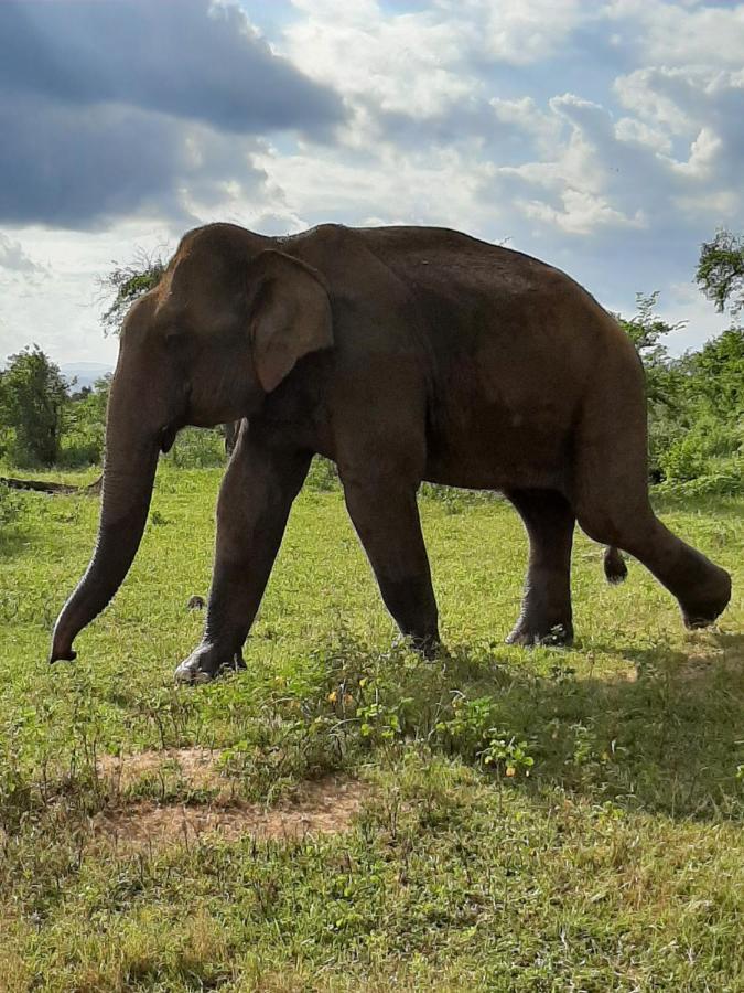 Elephant Lodge Udawalawe Bagian luar foto